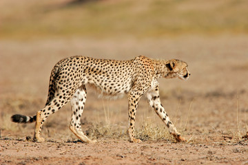 Stalking Cheetah, Kalahari desert