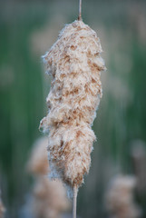 Dry cattail / bulrush