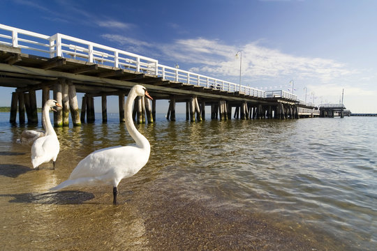 Fototapeta the pier in Sopot with swan