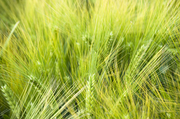 ear of wheat background