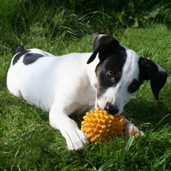 chiot jack russel