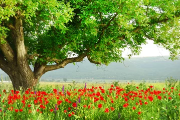 Foto op Plexiglas Lente Poppy& 39 s veld en grote groene boom