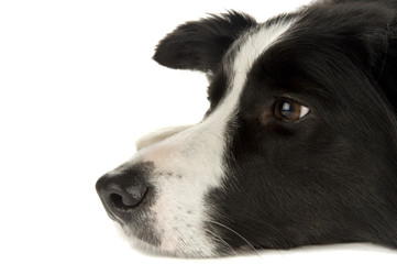 Bordercollie
