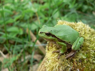 Tree-frog