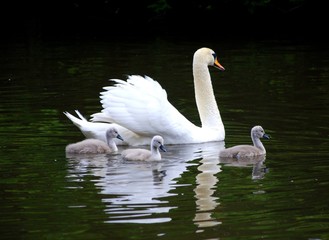 swan and signets