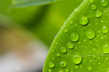 Blatt H2O Natur Wasser Wassertropfen