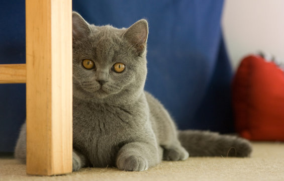 Lovely cat