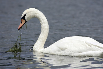 Cygne herborisant