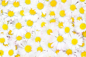 Lots of Daisy Flowers