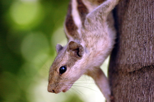 Ecureil