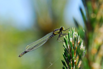 dragonfly