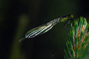 dragonfly