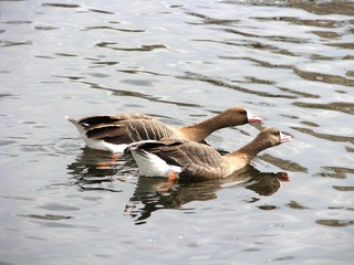 two geese swimming on the pond