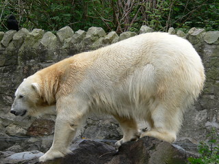 Polar Bear