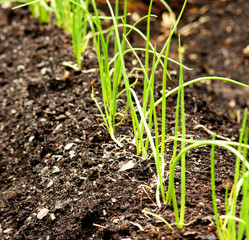 garden spring