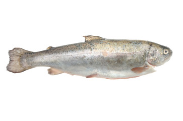 Rainbow trout