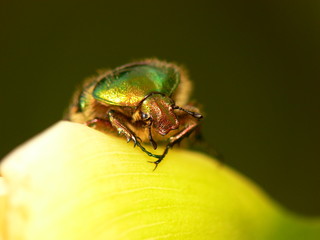 Scarabé Cétoine Dorée 1