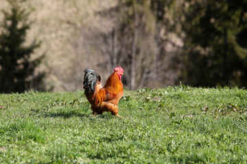 Fototapeta premium coq