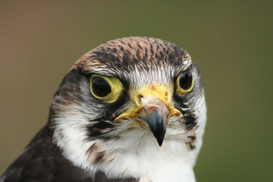 Larna Falcon