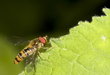insecte