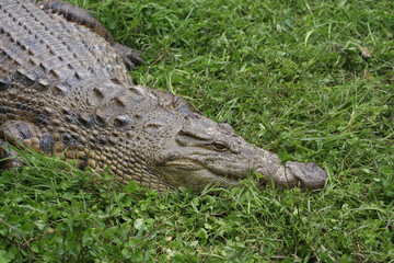 crocodile affalé dans l'herbe