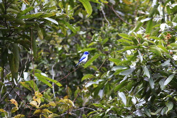 fauvette bleu et blanche madagascar