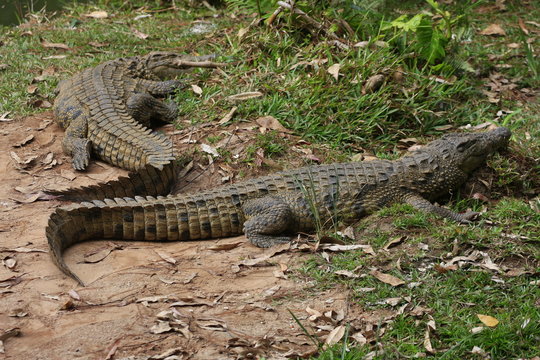 crocodiles allongés
