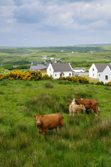 West coast of Ireland in spring