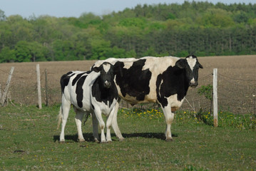 Fototapeta premium Big Bull and His Cow