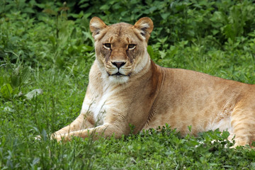 Fototapeta na wymiar Lioness In The Grass