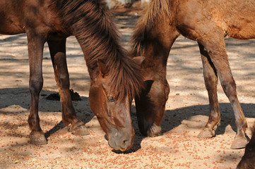 Horses