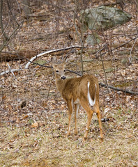 deer