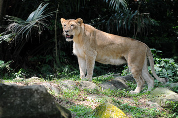 lionesses