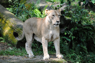 Lioness