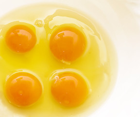 Eggs yolk