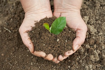 ground with plant in a farmer's hands