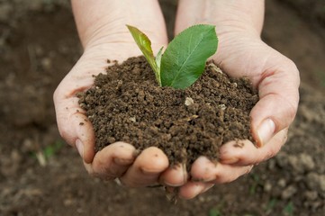 ground with plant in a farmer's hands