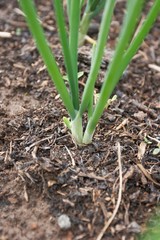 Spring onions