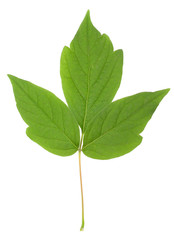 leaf