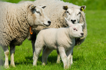 Obraz na płótnie Canvas sheep family