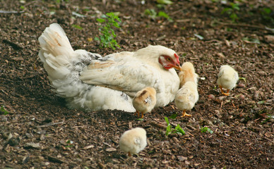 poule et poussins