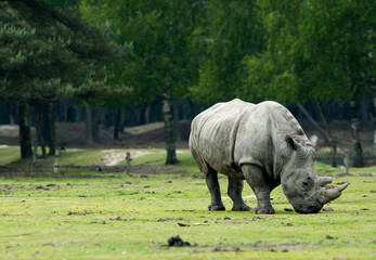 rhinoceros