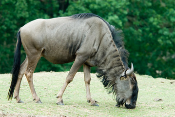 Blue wildebeest