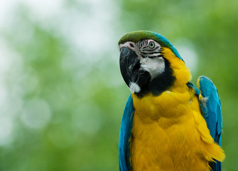blue-and-yellow macaw