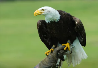 Photo sur Plexiglas Anti-reflet Aigle aigle à tête blanche américain