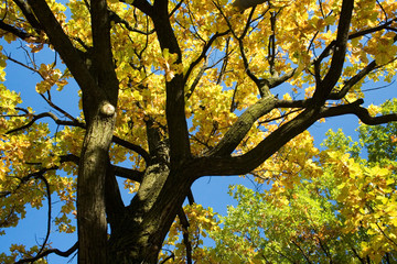 autumn tree 2