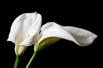 Obraz premium Two calla lily isolated on black background