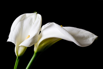 Two calla lily isolated on black background