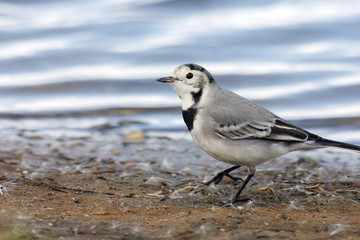 Bergeronnette grise sur la plage
