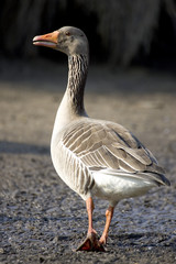 Obraz premium Oie cendrée